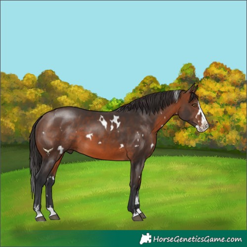 Horse Color:White Spotted Brown Sabino Splash