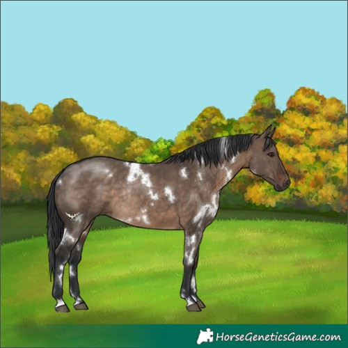 Horse Color:White Spotted Brown Dun Rabicano 