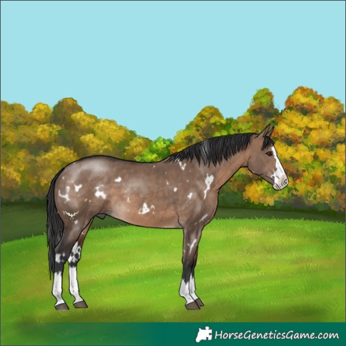 Horse Color:White Spotted Brown Dun Splash 