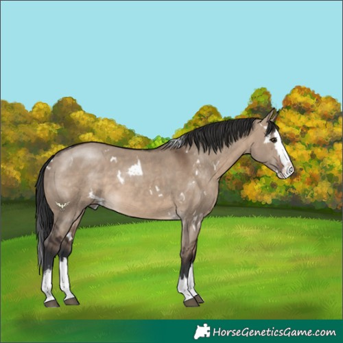 Horse Color:White Spotted Brown Dun Sabino Splash