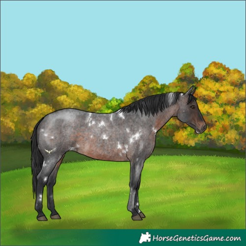 Horse Color:White Spotted Brown Roan Rabicano 