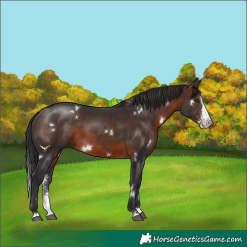 Horse Color:White Spotted Brown Sabino Splash 