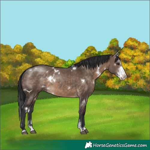 Horse Color:White Spotted Brown Dun Sabino Splash Rabicano 