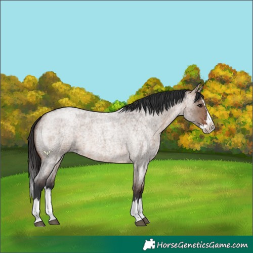 Horse Color:Brown Roan Dun Sabino Splash 