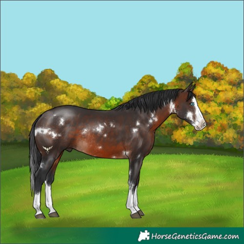 Horse Color:White Spotted Brown Sabino Splash Rabicano 