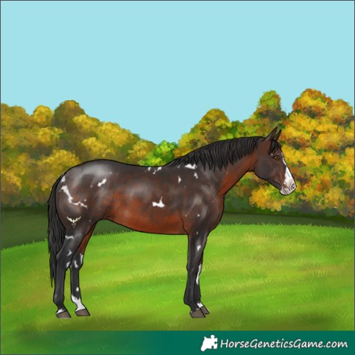 Horse Color:White Spotted Brown Splash