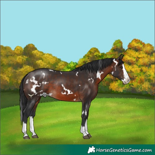 Horse Color:White Spotted Brown Splash Rabicano 