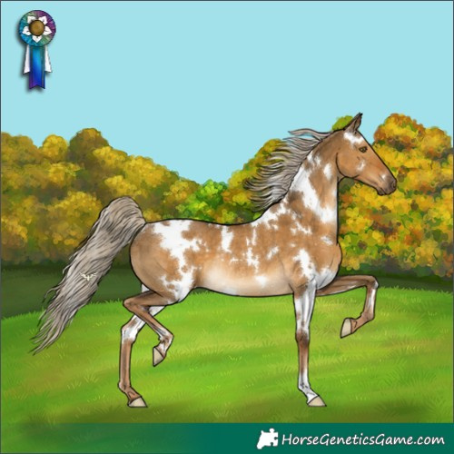 Horse Color:White Spotted Chocolate Palomino Dun Rabicano