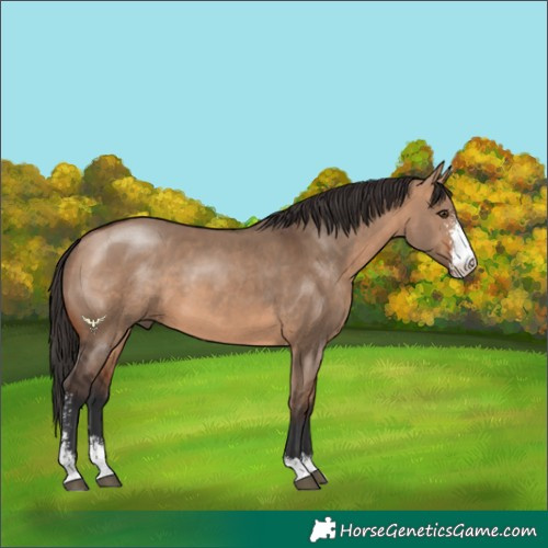 Horse Color:Bay Dun Sabino 