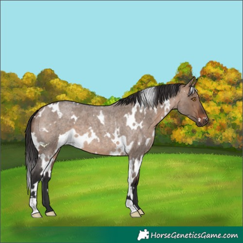 Horse Color:White Spotted Brown Roan Dun 