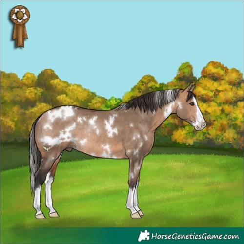 Horse Color:White Spotted Bay Dun Splash Rabicano