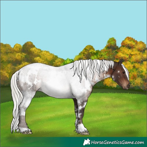 Horse Color:White Spotted Silver Brown Rabicano 