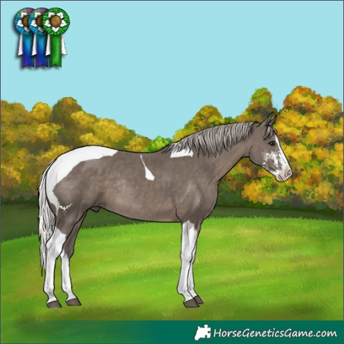 Horse Color:Silver Black Sabino Splash Tobiano Rabicano 