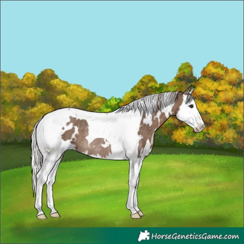 Horse Color:White Spotted Silver Black Splash Tobiano Rabicano