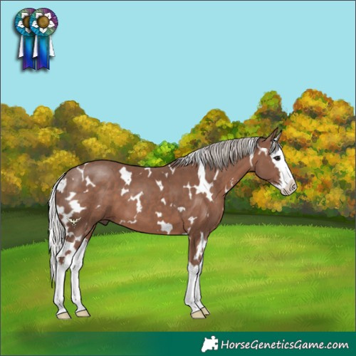 Horse Color:White Spotted Silver Black Sabino Splash 