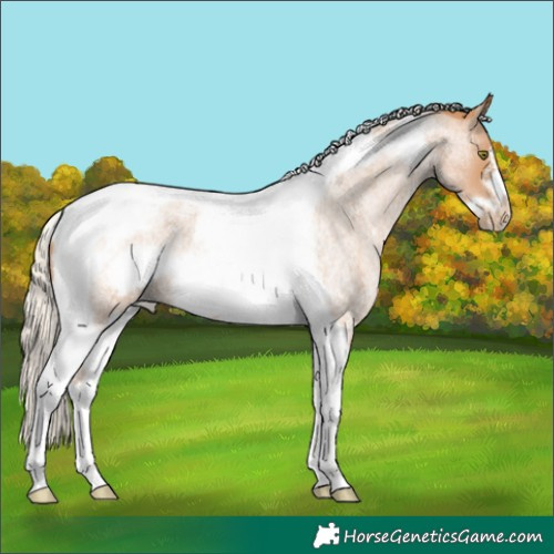 Horse Color:Silver Blue Roan Pearl Tobiano Frame Rabicano 