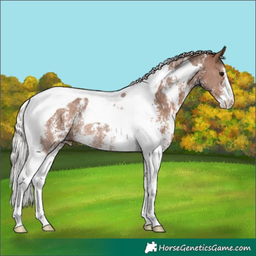Horse Color:Silver Black Sabino Tobiano Rabicano