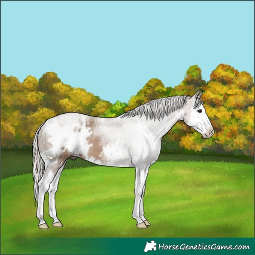 Horse Color:White Spotted Silver Grullo Splash 