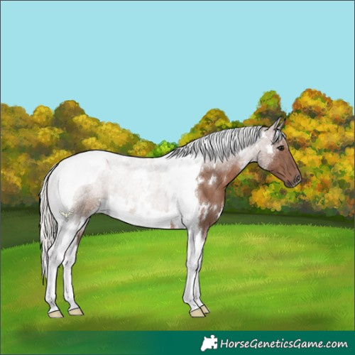 Horse Color:White Spotted Silver Black Tobiano Rabicano 