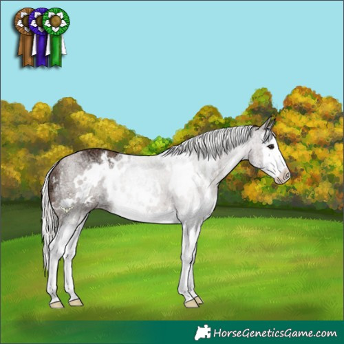 Horse Color:White Spotted Silver Black Ice Sabino Splash