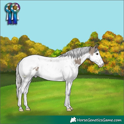 Horse Color:White Spotted Silver Grullo Splash Tobiano