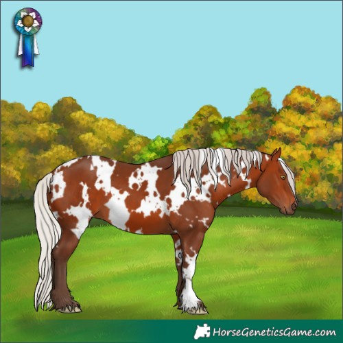 Horse Color:White Spotted Silver Brown