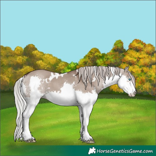 Horse Color:White Spotted Silver Grullo Splash