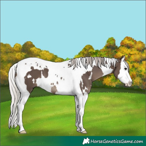Horse Color:White Spotted Silver Black Splash Tobiano 