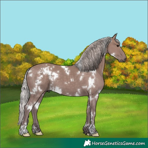 Horse Color:White Spotted Silver Grullo