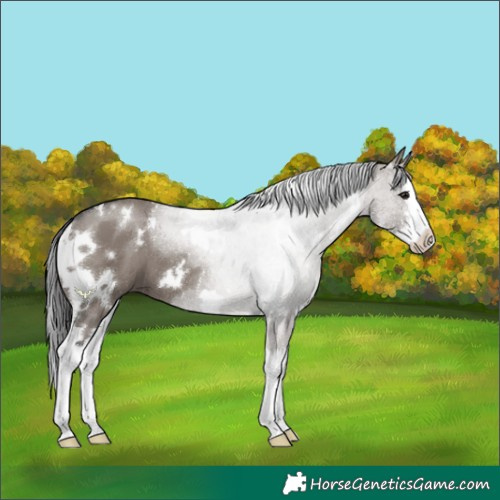 Horse Color:White Spotted Smoky Grullo Sabino Splash 