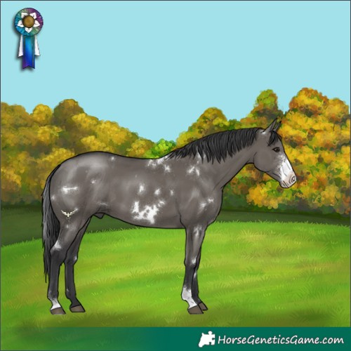 Horse Color:White Spotted Grullo Sabino Rabicano 