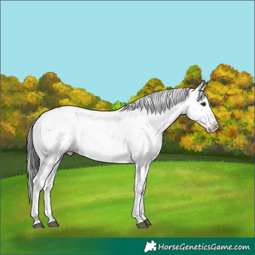Horse Color:Brown Dun Sabino Splash Rabicano 