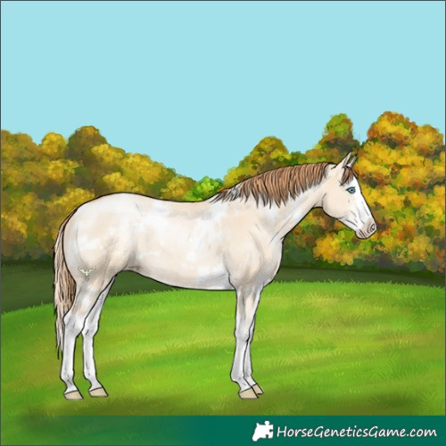Horse Color:White Spotted Smoky Grullo Pearl Sabino Splash