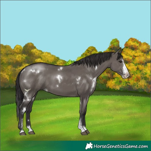 Horse Color:White Spotted Smoky Grullo Sabino Splash Rabicano