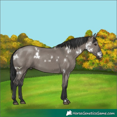 Horse Color:White Spotted Grullo Rabicano 