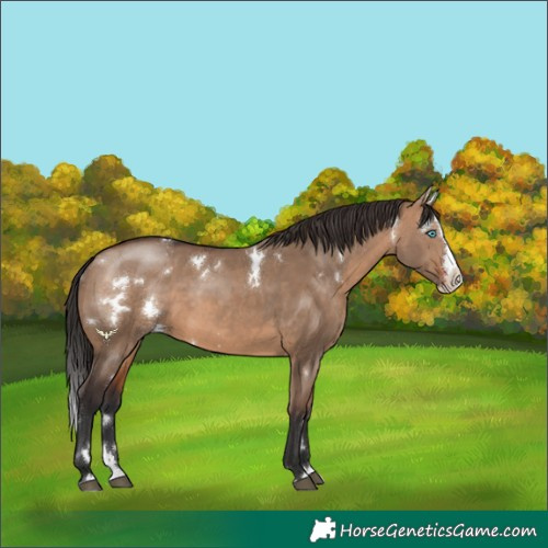 Horse Color:White Spotted Brown Dun Splash Rabicano