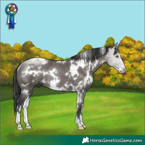 Horse Color:White Spotted Grullo Sabino Rabicano