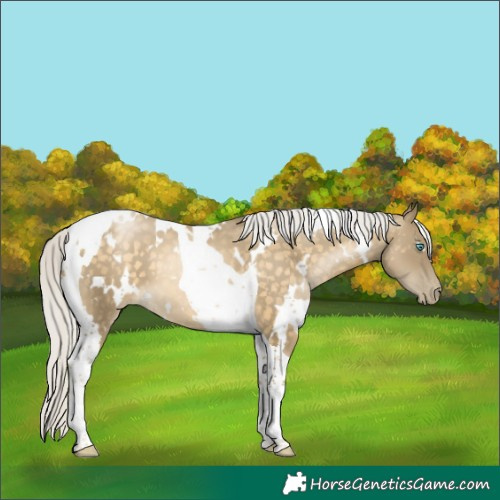Horse Color:White Spotted Silver Buckskin Pearl Tobiano 