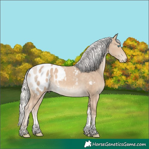 Horse Color:Powder White Silver Perlino Tobiano Appaloosa 