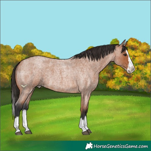 Horse Color:Bay Roan Splash