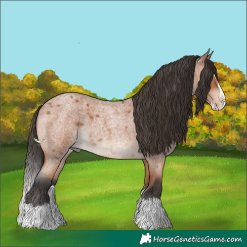 Horse Color:Bay Roan Splash