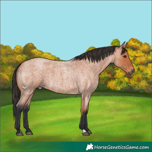 Horse Color:Bay Roan