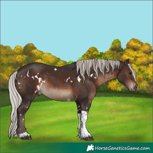 Horse Color:White Spotted Silver Brown Tobiano