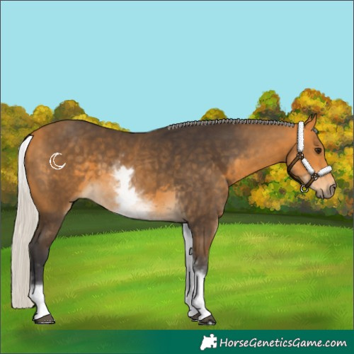 Horse Color:White Spotted Silver Buckskin
