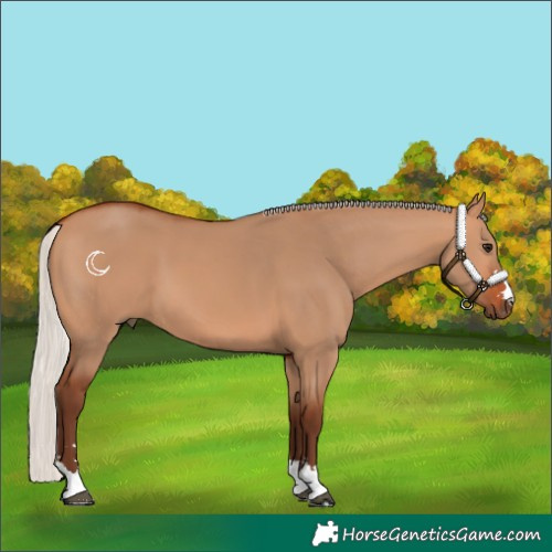 Horse Color:Silver Bay Dun 