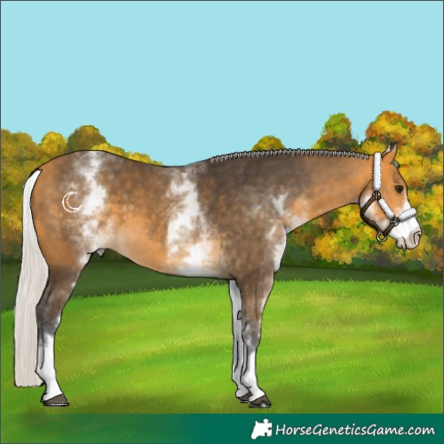 Horse Color:White Spotted Silver Buckskin