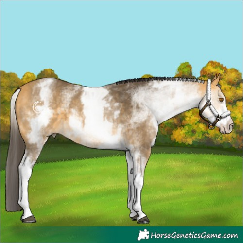 Horse Color:White Spotted Buckskin
