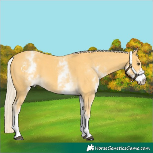Horse Color:White Spotted Palomino