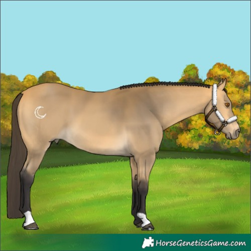 Horse Color:Buckskin 
