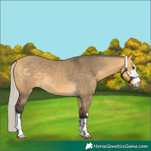 Horse Color:Silver Buckskin Dun 